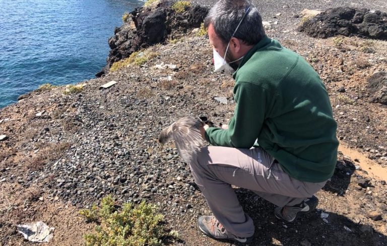 El centro de recuperación de fauna silvestre de Gran Canaria busca suelo para mudarse