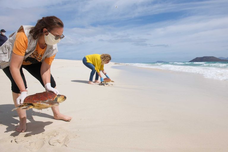 Devuelven al mar a cuatro tortugas que se recuperaron de sus heridas en Fuerteventura