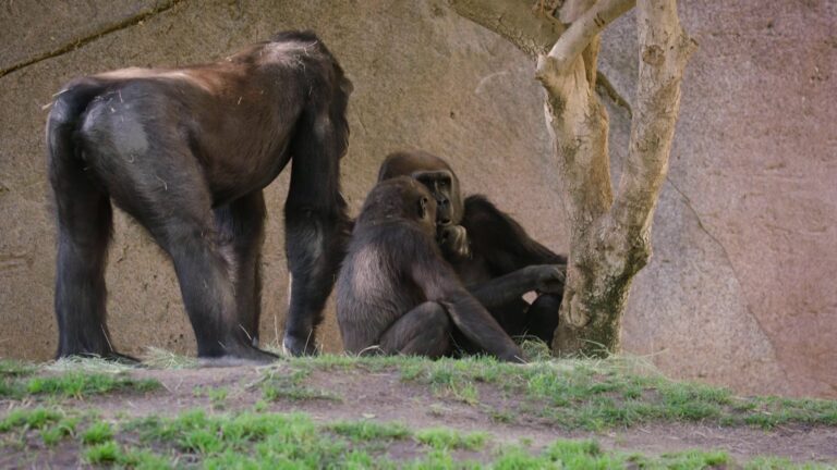 El zoológico de San Diego confirma el contagio de varios gorilas por covid-19