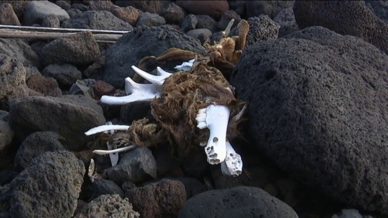 Rituales de santería en las playas de La Viuda y El Socorro de Güímar