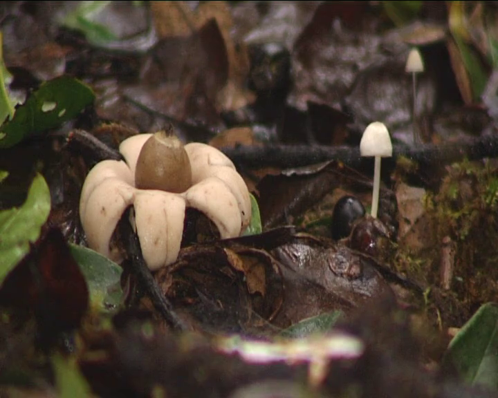 Más de 700 especies de setas conviven en el bosque de laurisilva de Garajonay