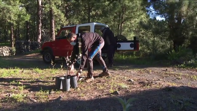 La Palma promueve el fomento de los almendros entre sus vecinos