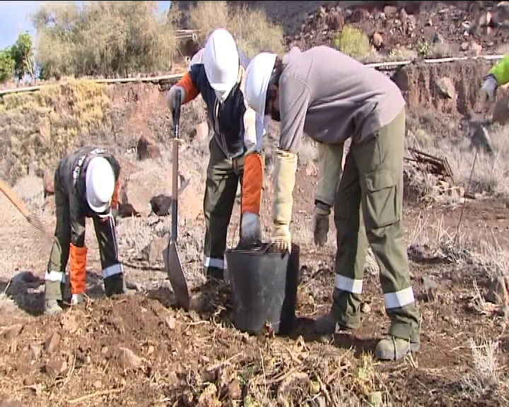 El rabo de gato, especie invasora contra la que se lucha en La Gomera