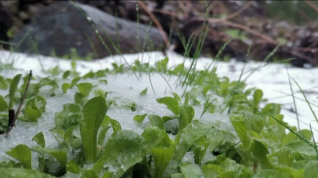 La nevada caída la semana pasada deja beneficios a los viticultores palmeros