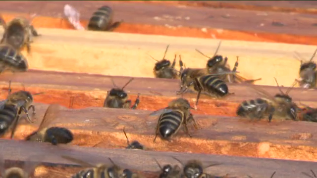 COAG pide declarar a la apicultura Patrimonio Inmaterial de la Humanidad