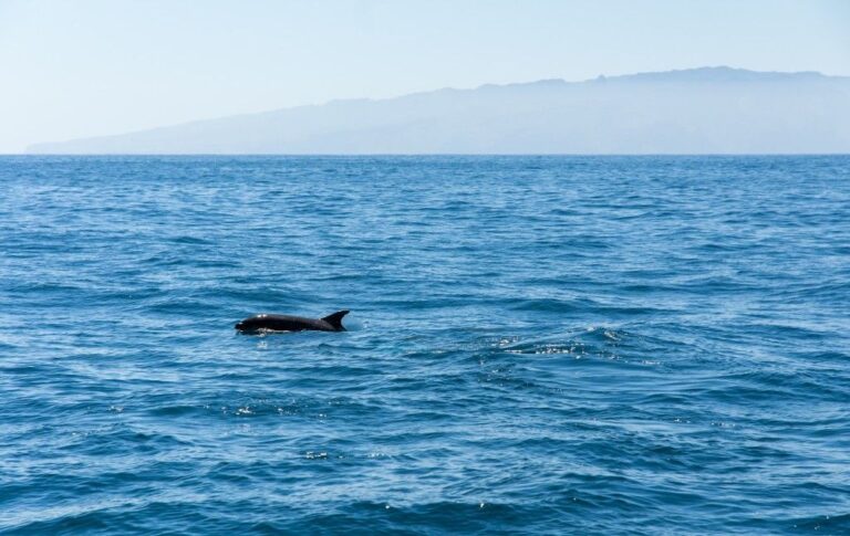 El océano entre Tenerife y La Gomera es patrimonio de las ballenas