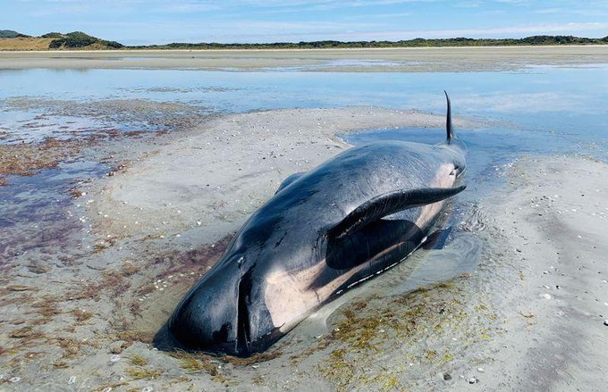 Decenas de ballenas quedan varadas por segunda vez en Nueva Zelanda