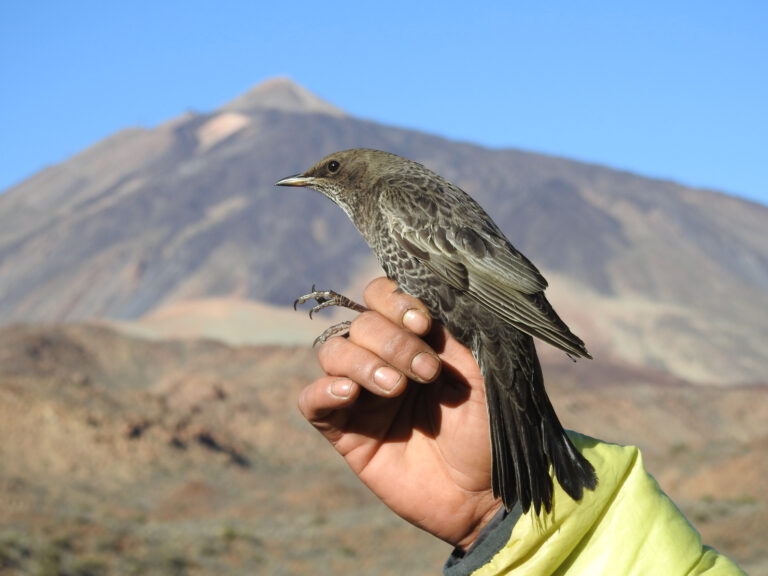 El mirlo capiblanco asegura la pervivencia del cedro canario en el Teide