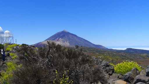 La sequía y la presencia de herbívoros amenazan a la retama del Teide