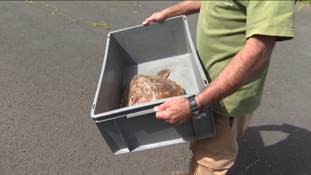 Tras una larga recuperación logra sobrevivir una tortuga boba rescatada hace un mes en La Palma