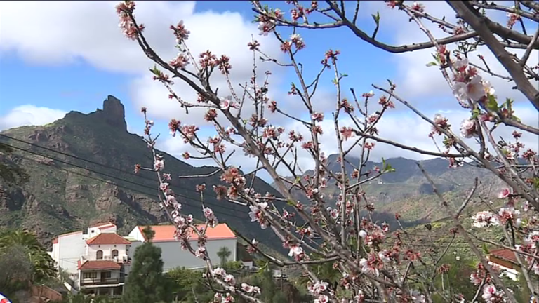 La cancelación del Almendro en Flor deja importantes pérdidas económicas en Tejeda