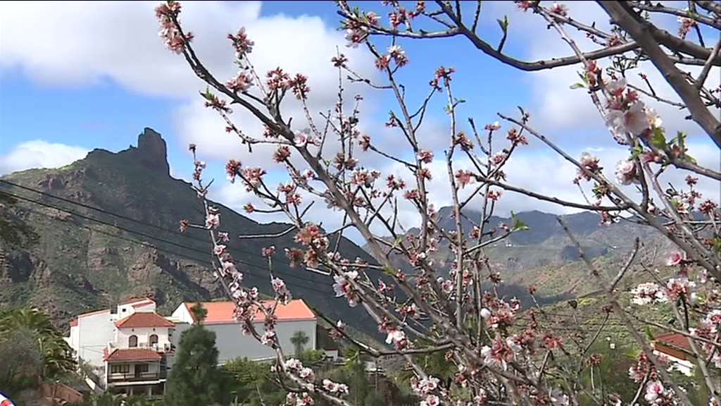 La presentación de las Fiestas del Almendro en Flor de Tejeda ya tiene fecha y ubicación