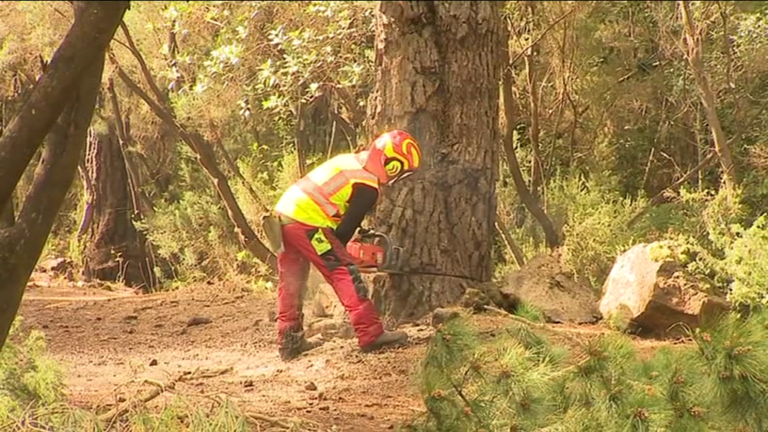 Talas de pinos en Tenerife para evitar incendios