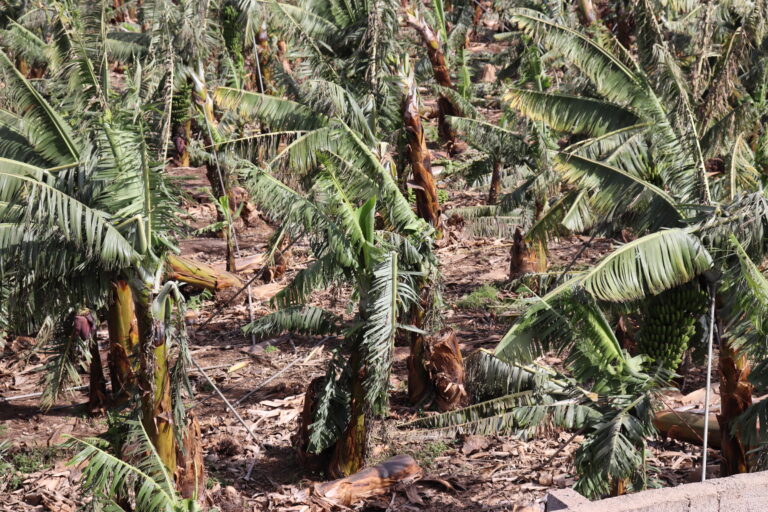 Agricultura aumenta en 571.000€ las ayudas por daños en el temporal de 2020