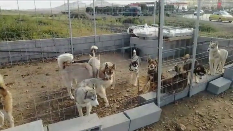 Incautan 13 perros, en su mayoría huskys siberianos, en Teguise