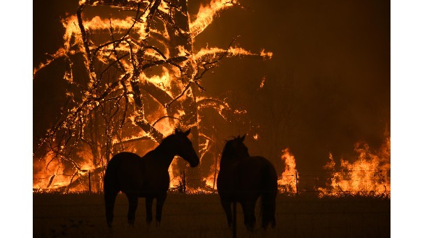 Drones para reforestar los bosques australianos tras los incendios