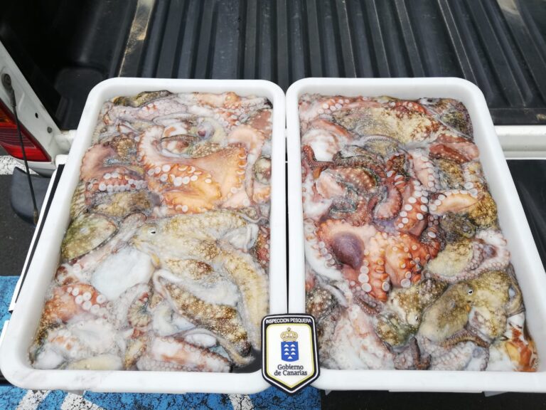 Inspección Pesquera se incauta de 74 kilos de pulpo y medregal ilegal en La Palma