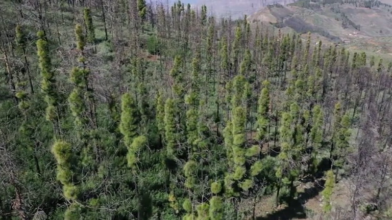 El calor en Canarias va en aumento. En Gran Canaria podrían superarse los 37 grados