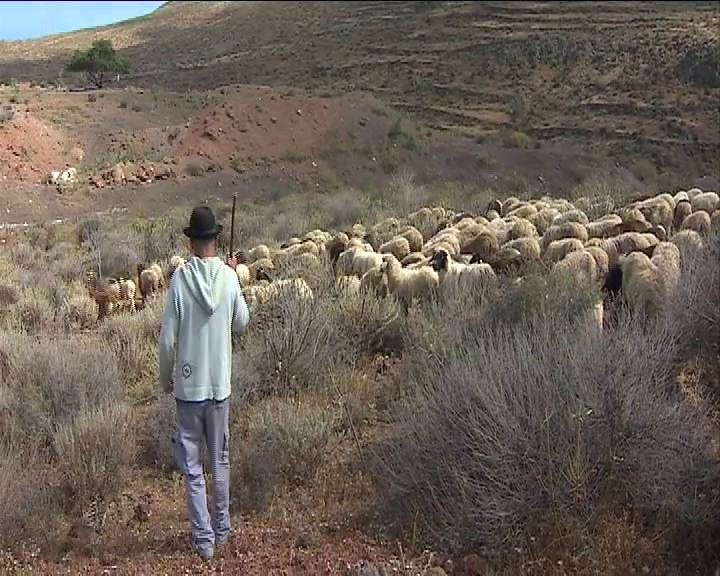 La importancia de la trashumancia para mantener el campo