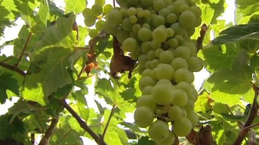 El Hierro contará con estaciones meteorológicas para cuidar los viñedos