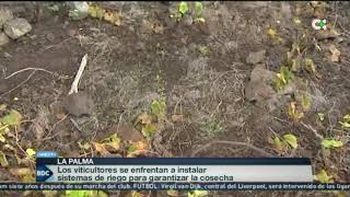 SEQUÍA EN LA UVA PALMERA | Buenos días Canarias