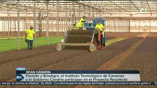 AGRICULTURA E INVESTIGACIÓN | Buenos días Canarias