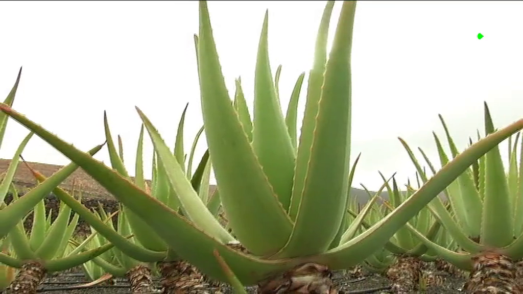 El aloe vera de El Hierro, cada vez más demandado en Canarias