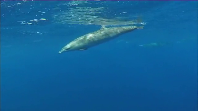 Los zifios se enamoran del mar que rodea a El Hierro