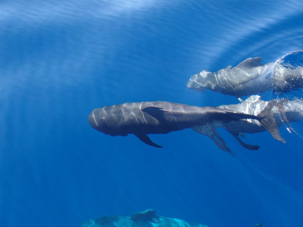 Un proyecto busca minimizar los impactos de embarcaciones contra cetáceos