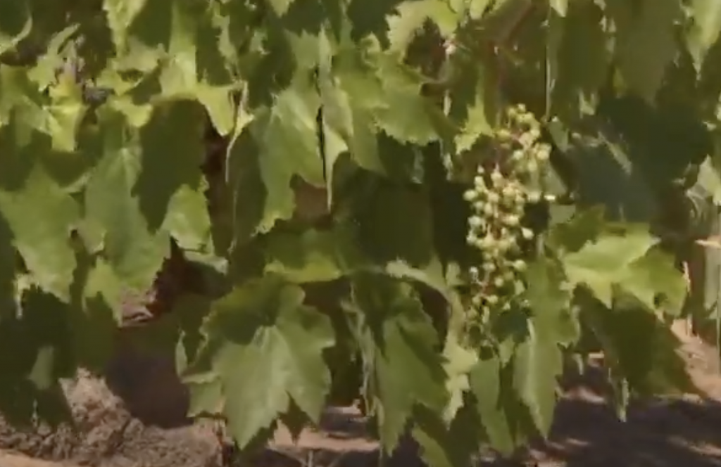 Los caldos de Altos de Chipude deleitan con la uva forastera gomera