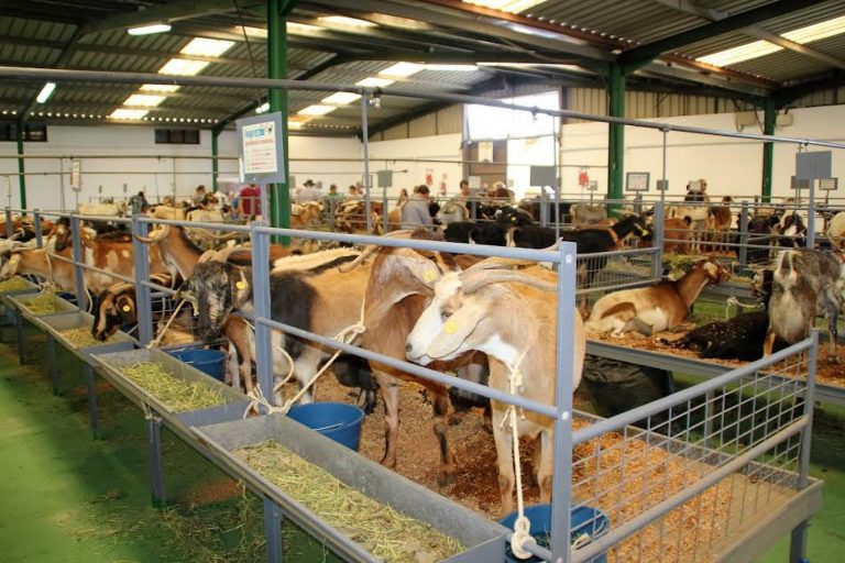 Agricultura destina a Fuerteventura 75.000 euros para la organización de Feaga 2021