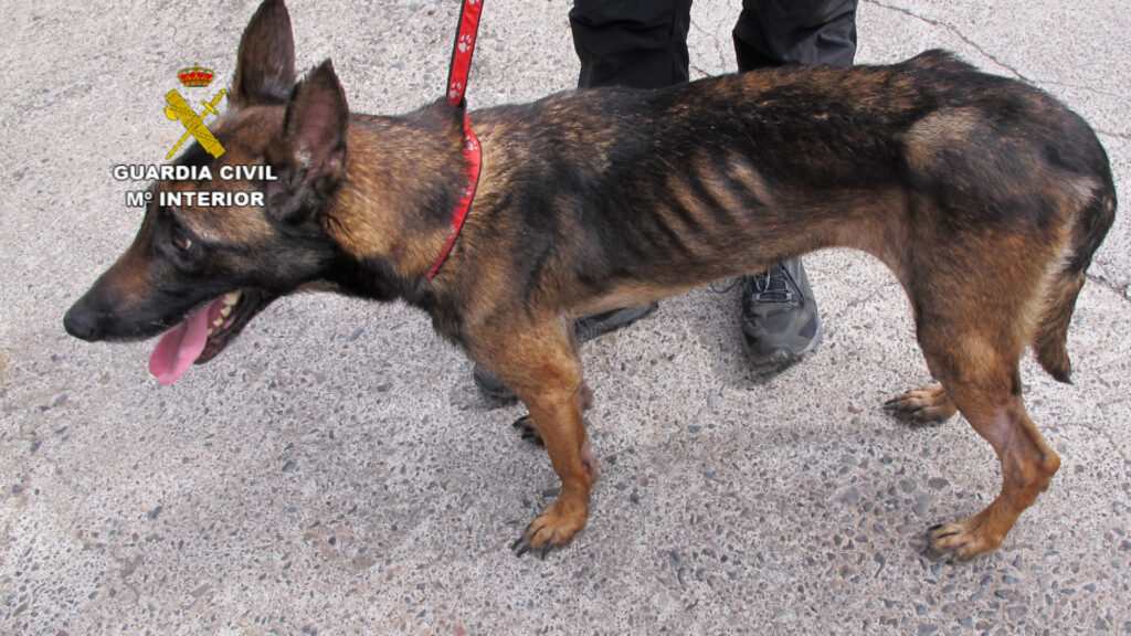 Investigado por delitos de maltrato y abandono a una perra en La  Palma