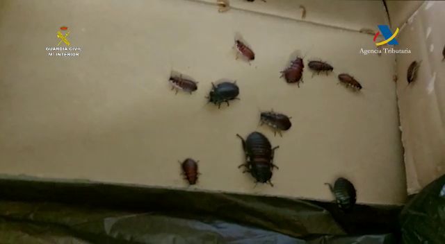 Descubren cucarachas y gusanos en un paquete de Correos