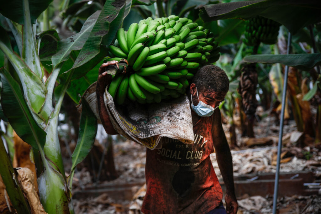 Vía libre a comercialización de plátanos arañados por la ceniza