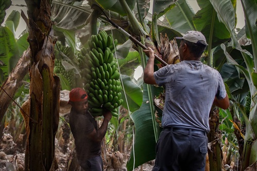 Aplazan la recogida de plátanos en el Valle de Aridane