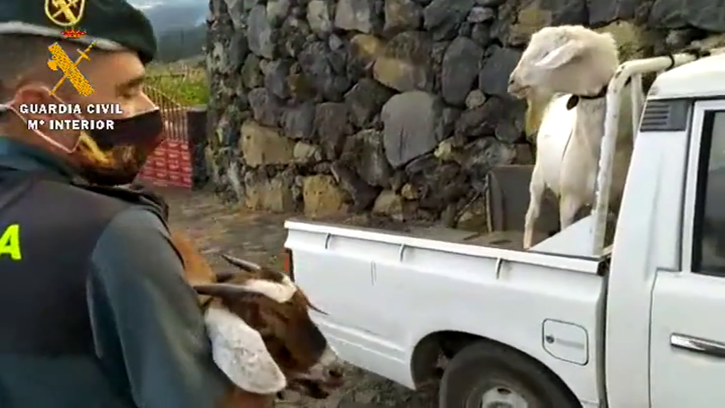 Evacúan el ganado de las zonas más próximas a la erupción