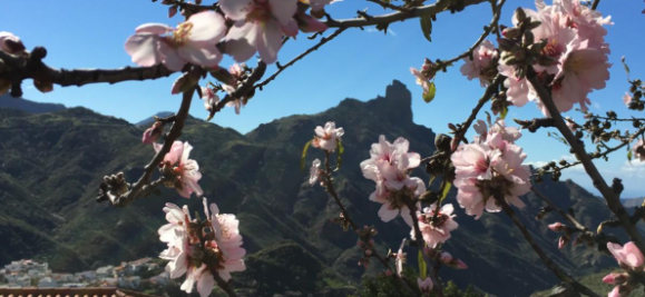Las Fiestas Almendro en Flor de Tejeda en Gran Canaria, declaradas de Interés Turístico Nacional