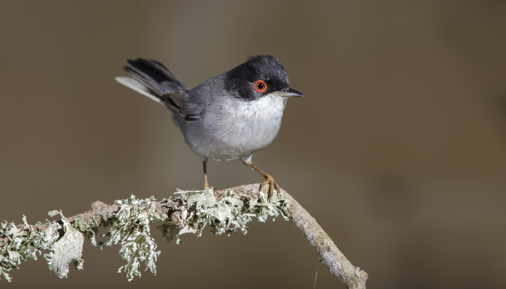 El canto de las aves es menor y menos variado en la naturaleza