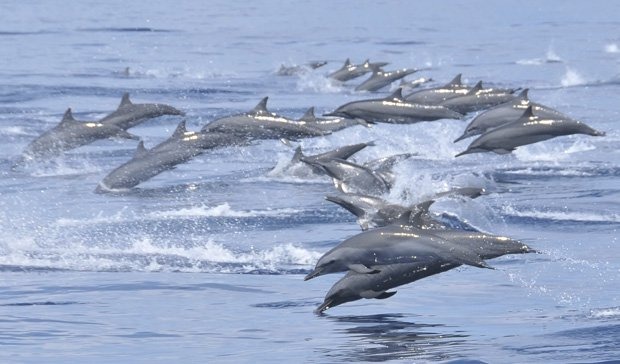 El descenso de salinidad provoca en los cetáceos la "enfermedad de la piel de agua dulce" que afecta especialmente a los delfines