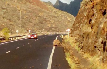Desprendimientos en algunas carreteras de La Gomera debido a la lluvia