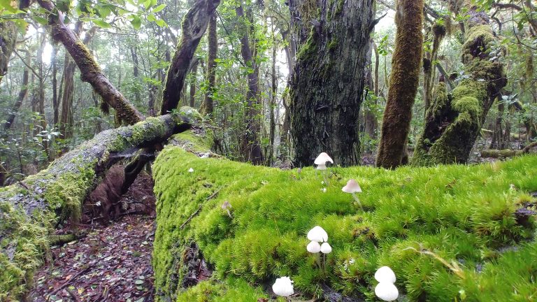 Garajonay, un refugio de flora amenazada
