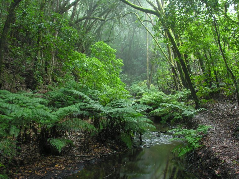 Más protección para el Parque Nacional de Garajonay