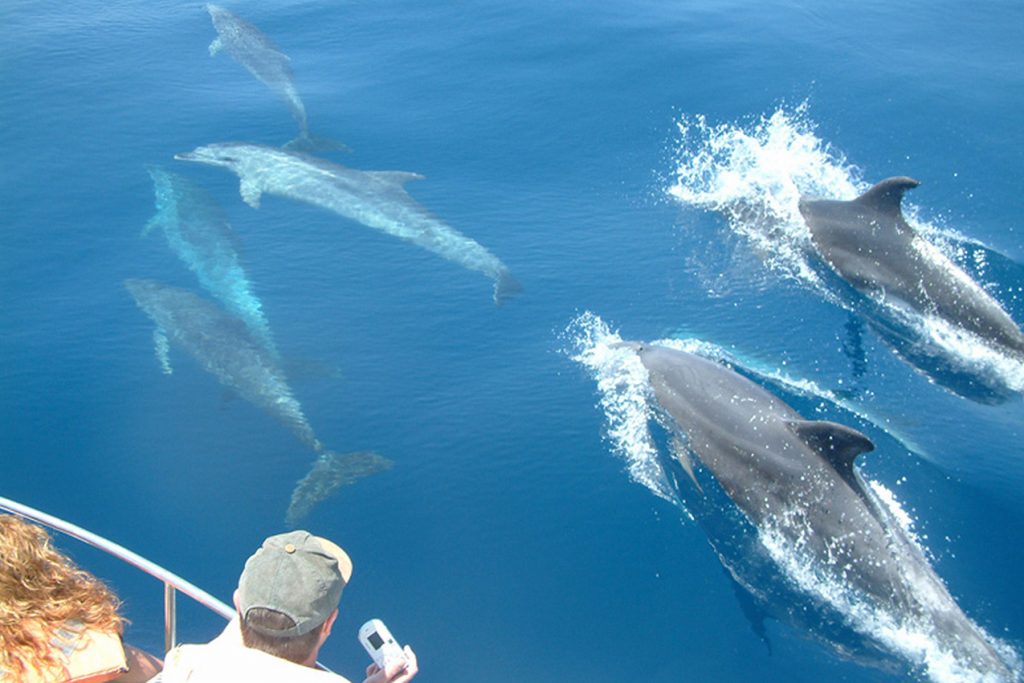 Incoan siete sanciones por incumplir la normativa de observación de cetáceos en Tenerife