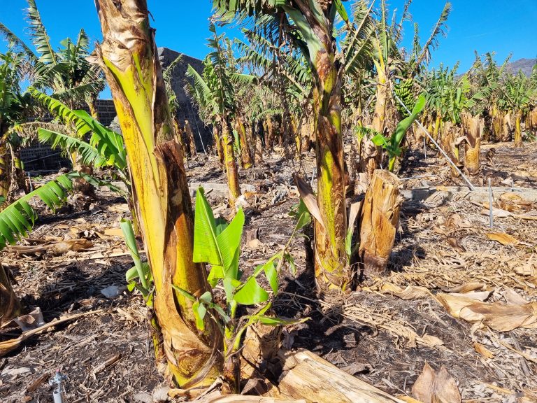 Los agricultores de La Palma se preparan para garantizar las próximas cosechas