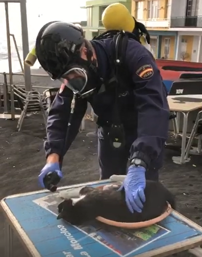 Policías salvan a un gato asfixiado en Puerto Naos, La Palma