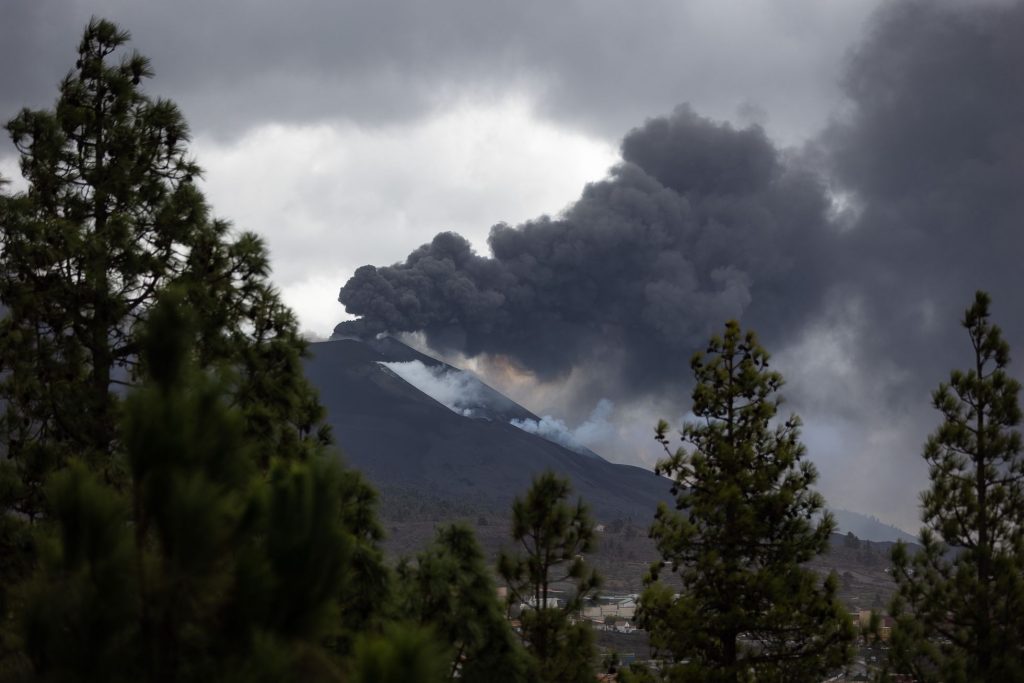 El pino canario vuelve a surgir en la cara externa del volcán de La Palma