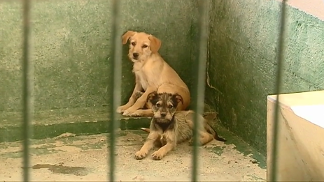 Entra en vigor la Ley de Bienestar Animal con hasta 200.000 euros de sanción por maltrato