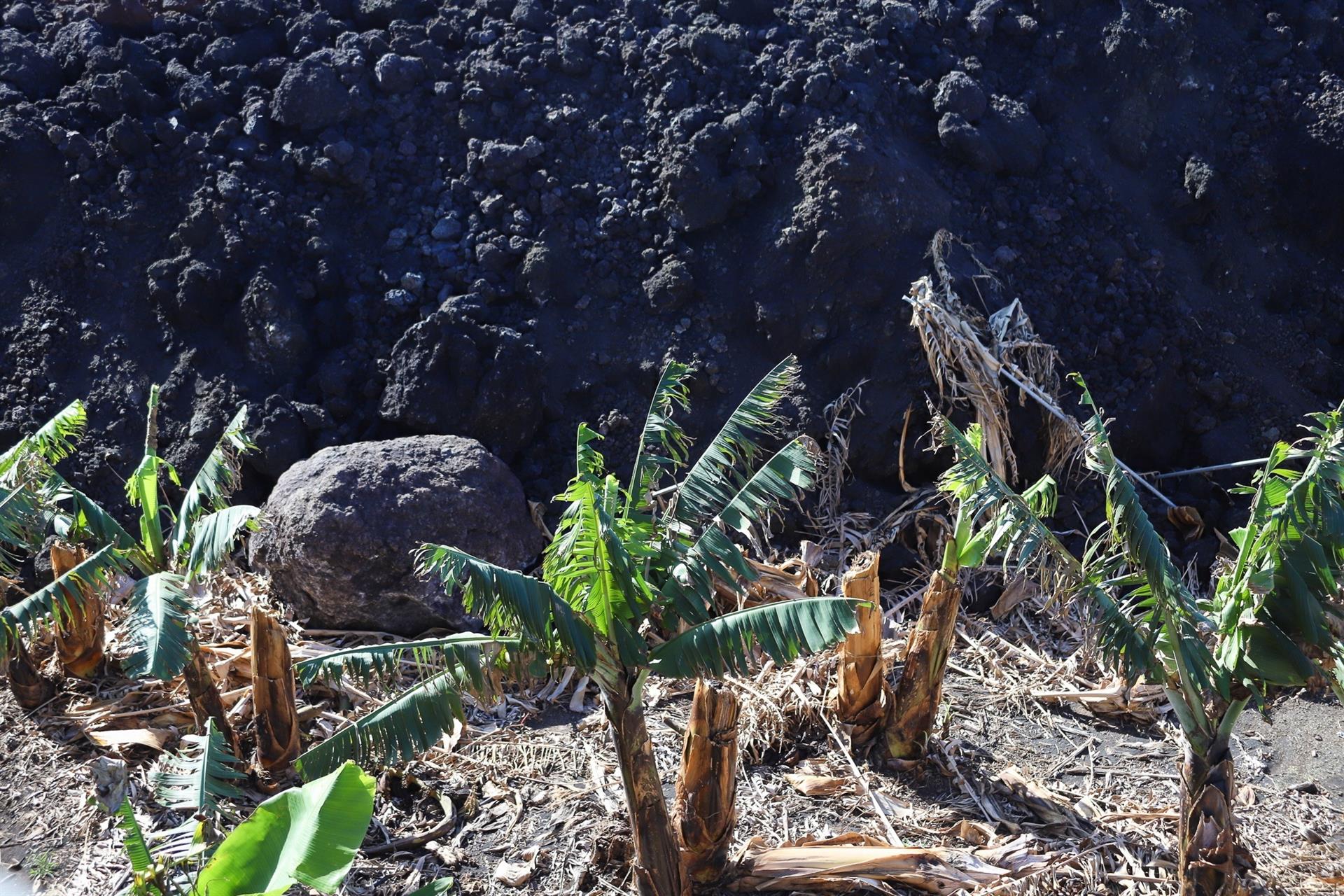 El Gobierno de Canarias presenta el plan de viabilidad para la recuperación del sector agrícola en La Palma