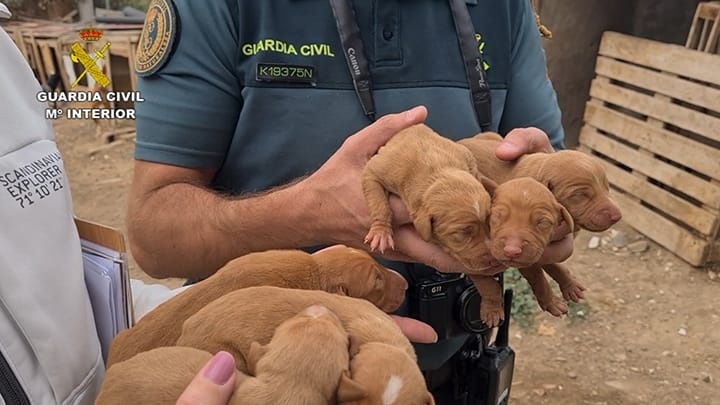 Detenida una persona y otra investigada por tener 38 perros y seis cachorros en malas condiciones en Gran Canaria