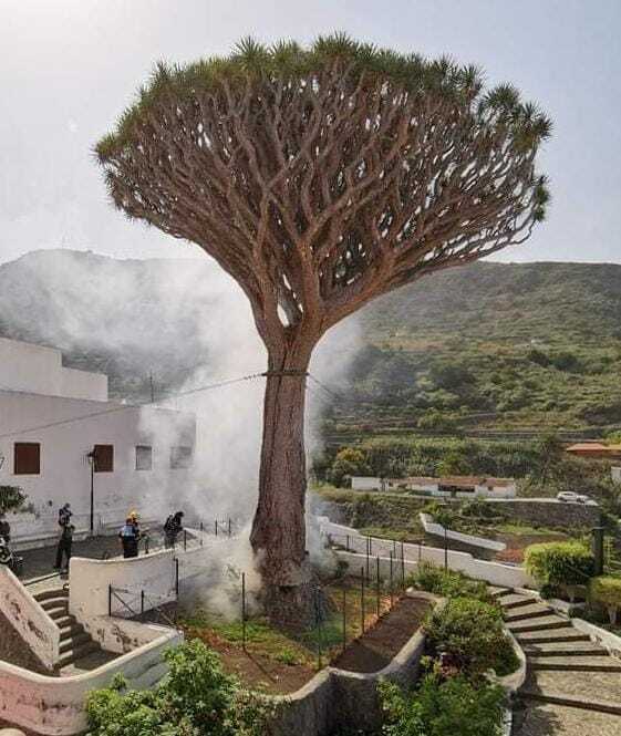 Investigan el incendio de un drago en Icod de Los Vinos, Tenerife